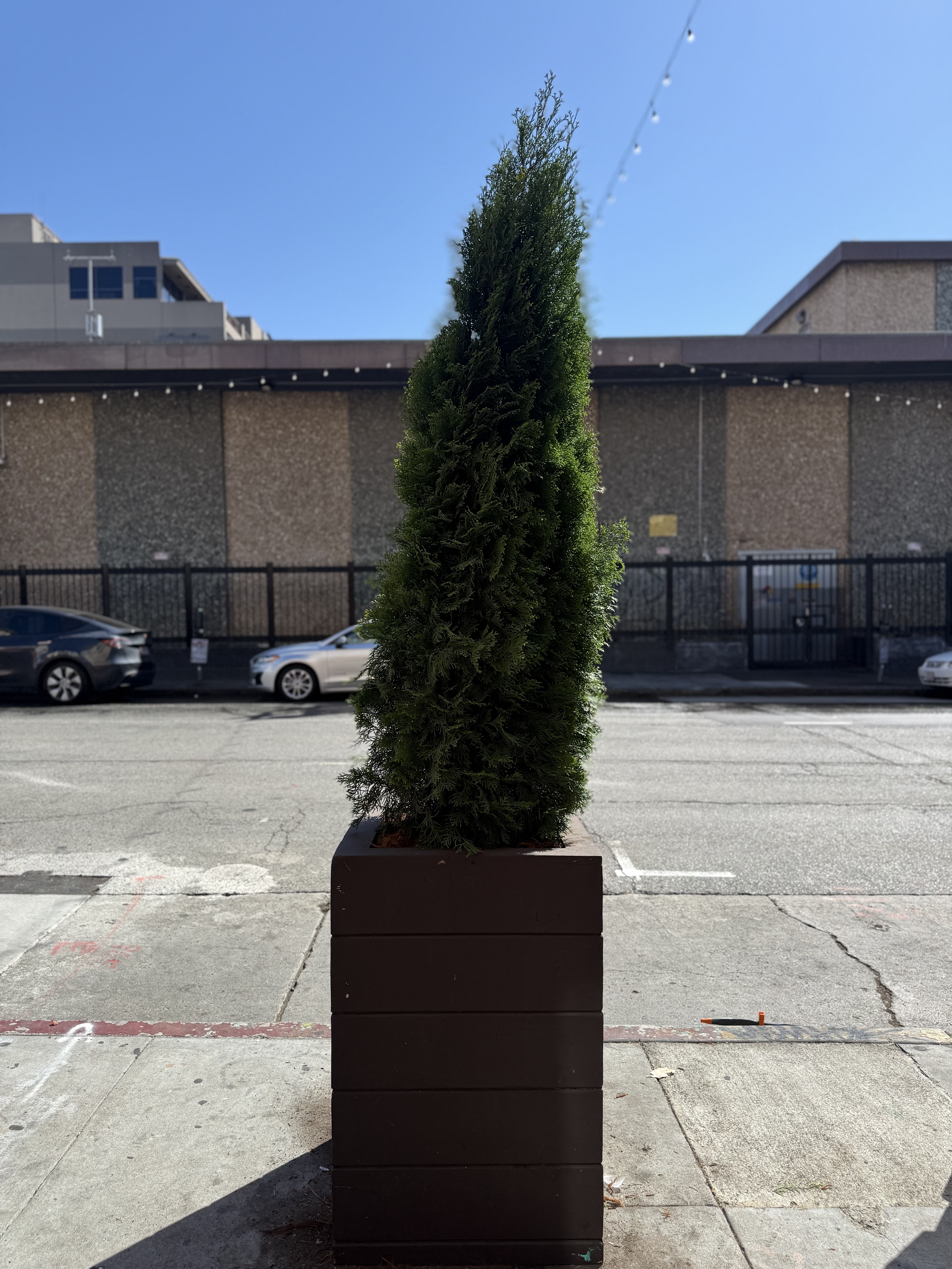 Photo 3 from Larkin St. Tree Restoration & SFOrganica Onboarding